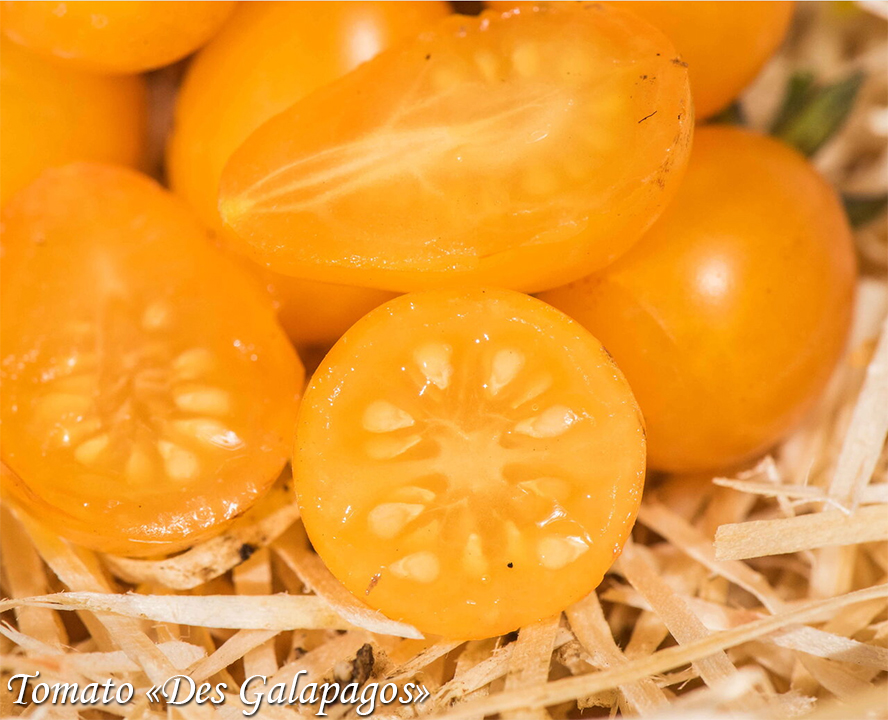 Tomato Des Galapagos